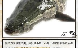 黑鱼养殖技术 致富经