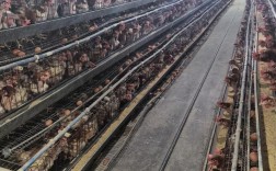 今日固始淘汰蛋鸡价格多少钱一斤？