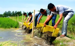 池塘泥鳅养殖技术视频，如何快速掌握核心要点？