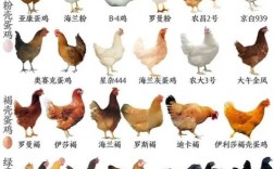 特种养殖品种有哪些？