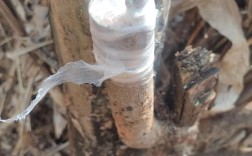 杨梅嫁接直播，关键技术要点有哪些？