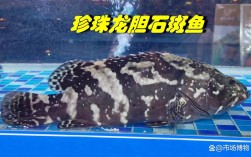 珍珠龙胆养殖技术要点有哪些？