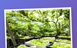 南方葡萄二季栽培技术如何实现高效种植？