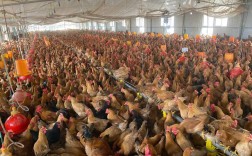 哪里有金鸡品种养殖基地？