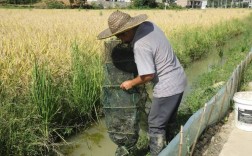 稻田养河蟹，技术视频看啥关键？
