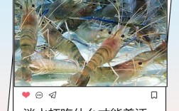 野生淡水虾养殖技术有哪些关键要点？