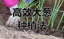 大葱怎么种才高产？收获有啥讲究？