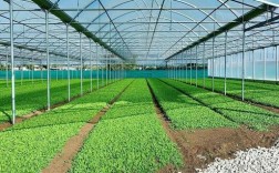 东北大棚蔬菜种植技术要点有哪些？