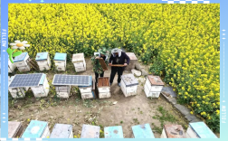 广东中蜂夏季管理有何关键技巧？