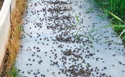 四川青蛙养殖技术视频，新手能学会吗？