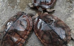 室外石龟怎么养？视频技术要点有哪些？