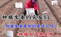 北方生姜如何实现高产种植？