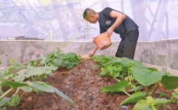 甜瓜施肥浇水管理技术