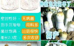 家庭蘑菇种植技术全攻略，从菌种选育到出菇管理，新手如何避开常见坑实现高效种植？
