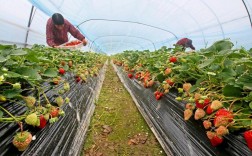 草莓亩产高种植技术视频有哪些要点？