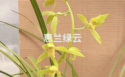 惠兰好品种有哪些？