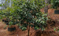 什么茶花品种生长最旺盛？