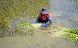 池塘水芹菜怎么种？技术要点有哪些？