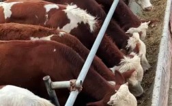 良种牛犊品种有哪些？