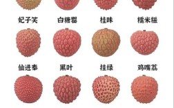 荔枝大核是哪个品种？