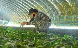 最新养蚕技术视频有哪些实用技巧？