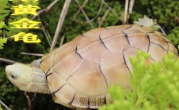 金头龟六品种，哪种更具观赏价值？