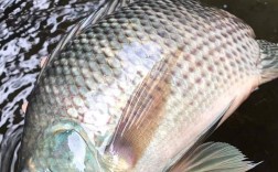 吉富罗非鱼选育技术有何突破？