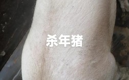 最肥的猪是什么品种