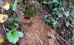 大虎头蜂养殖技术有哪些要点？