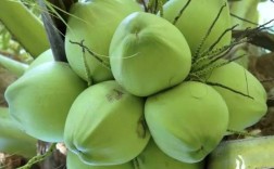 长毛椰子是什么品种？