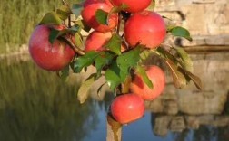 盆景苹果栽培技术要领有哪些关键点？