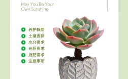 多肉种植技术有哪些关键要点？