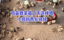 育雏期土鸡养殖技术要点有哪些？