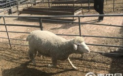 夏洛来羊品种特点与价格多少？