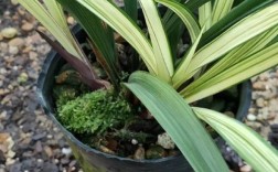 建兰叶艺品种具体有哪些？