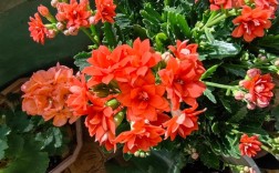 长寿花羽叶品种有哪些？