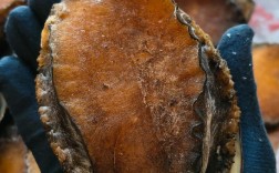 2025鲍鱼价格会涨还是跌？