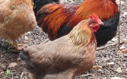 最好的土鸡品种到底是哪个？