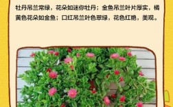 吊兰常见品种有哪些？图解识别看这里！