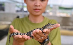 鳄鱼养殖技术有哪些关键要点？