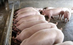 常见猪的品种有哪些？