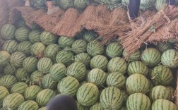 无籽西瓜是何品种培育而成？