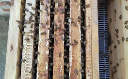 中蜂换王技术视频有哪些要点？