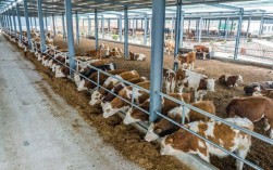 最新养牛技术视频有哪些实用干货？