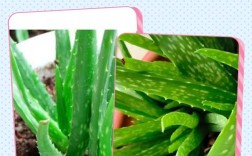 哪些芦荟品种能吃？