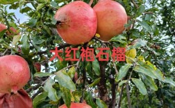 中国最出名的石榴品种是哪个？