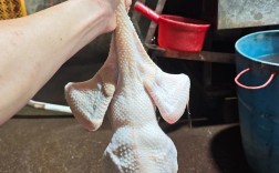 哪些鸡品种适合散养？