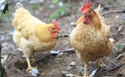 固始本地鸡哪个品种最好？