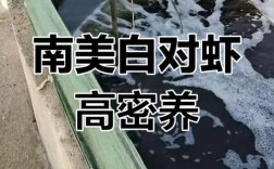 养南美白对虾技术难点有哪些？