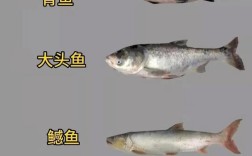中国淡水鱼的品种大全